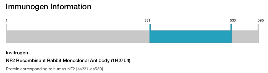 NF2 Recombinant Rabbit Monoclonal Antibody (1H27L4)