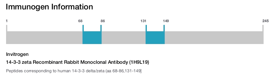 14-3-3 zeta Recombinant Rabbit Monoclonal Antibody (1H9L19)