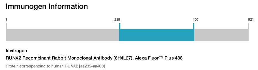 RUNX2 Recombinant Rabbit Monoclonal Antibody (6H4L27), Alexa Fluor™ Plus 488
