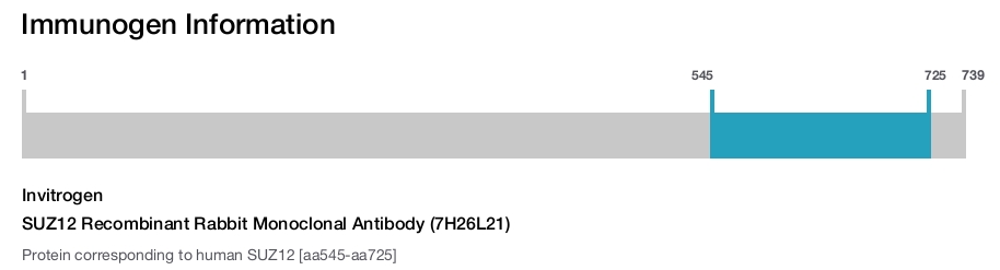 SUZ12 Recombinant Rabbit Monoclonal Antibody (7H26L21)