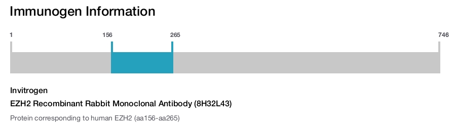 EZH2 Recombinant Rabbit Monoclonal Antibody (8H32L43)