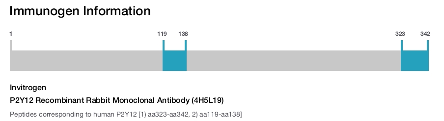 P2Y12 Recombinant Rabbit Monoclonal Antibody (4H5L19)