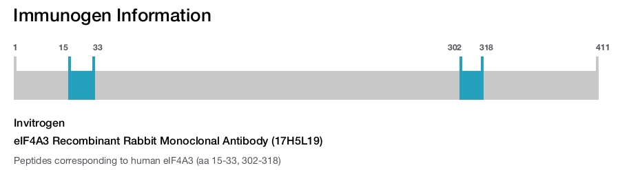 eIF4A3 Recombinant Rabbit Monoclonal Antibody (17H5L19)