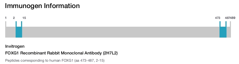 FOXG1 Recombinant Rabbit Monoclonal Antibody (2H7L2)