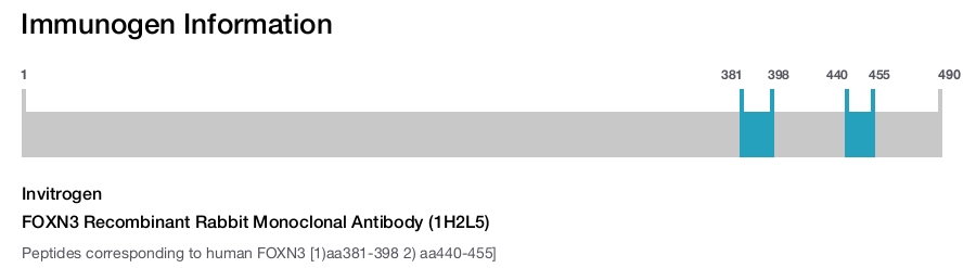FOXN3 Recombinant Rabbit Monoclonal Antibody (1H2L5)