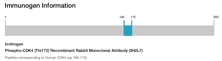 Phospho-CDK4 (Thr172) Recombinant Rabbit Monoclonal Antibody (9H2L7)