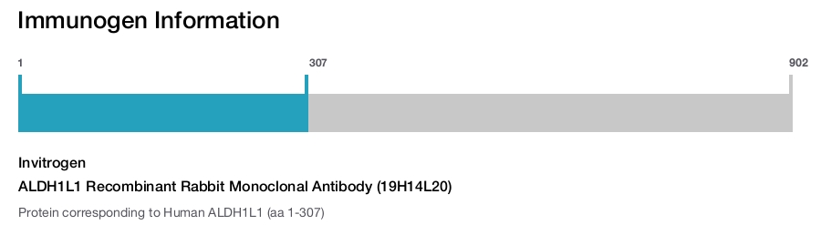 ALDH1L1 Recombinant Rabbit Monoclonal Antibody (19H14L20)