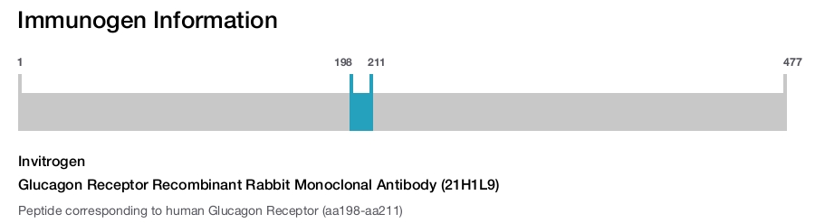 Glucagon Receptor Recombinant Rabbit Monoclonal Antibody (21H1L9)