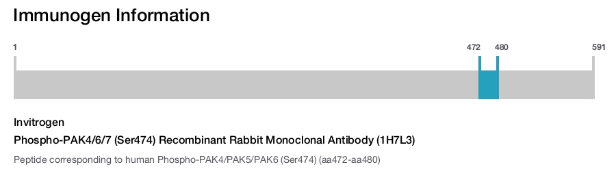 Phospho-PAK4/6/7 (Ser474) Recombinant Rabbit Monoclonal Antibody (1H7L3)