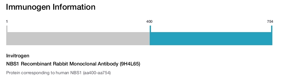 NBS1 Recombinant Rabbit Monoclonal Antibody (9H4L65)