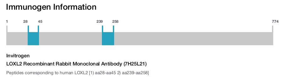 LOXL2 Recombinant Rabbit Monoclonal Antibody (7H25L21)