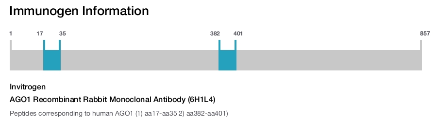 AGO1 Recombinant Rabbit Monoclonal Antibody (6H1L4)