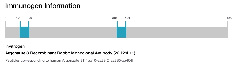 Argonaute 3 Recombinant Rabbit Monoclonal Antibody (22H29L11)