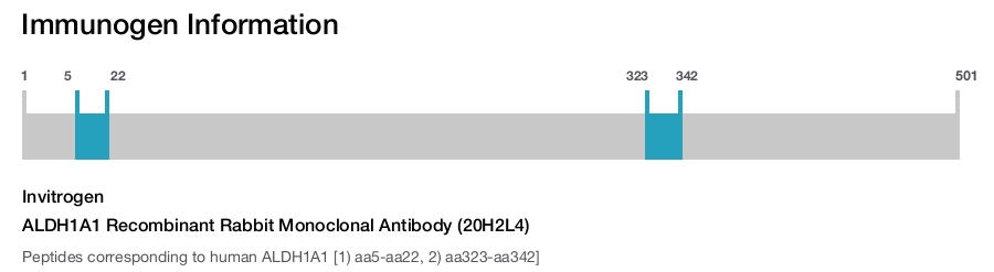 ALDH1A1 Recombinant Rabbit Monoclonal Antibody (20H2L4)