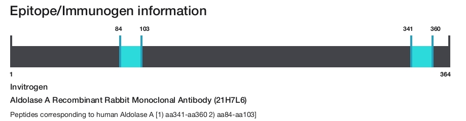 Aldolase A Recombinant Rabbit Monoclonal Antibody (21H7L6)