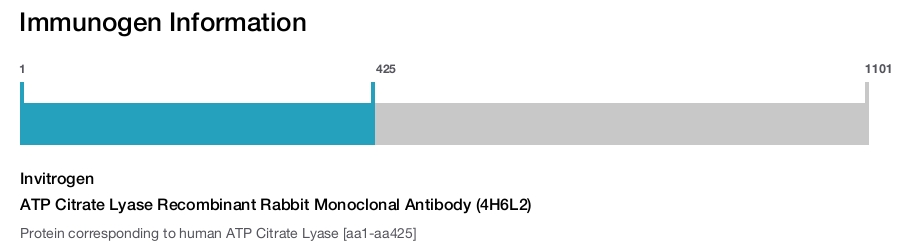 ATP Citrate Lyase Recombinant Rabbit Monoclonal Antibody (4H6L2)