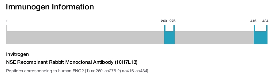 NSE Recombinant Rabbit Monoclonal Antibody (10H7L13)