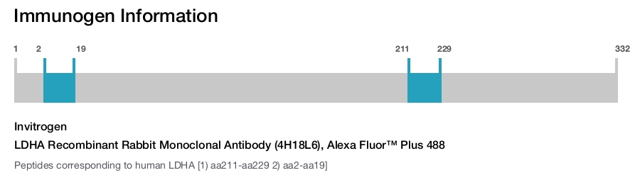 LDHA Recombinant Rabbit Monoclonal Antibody (4H18L6), Alexa Fluor™ Plus 488