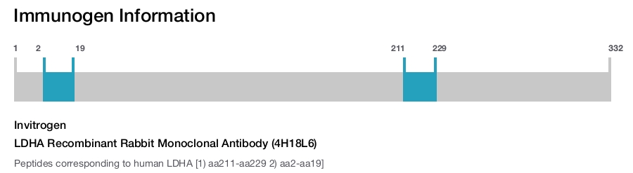LDHA Recombinant Rabbit Monoclonal Antibody (4H18L6)