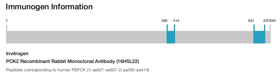 PCK2 Recombinant Rabbit Monoclonal Antibody (16H5L22)