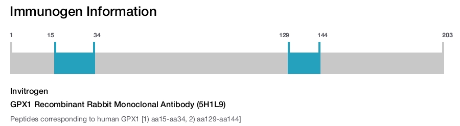 GPX1 Recombinant Rabbit Monoclonal Antibody (5H1L9)