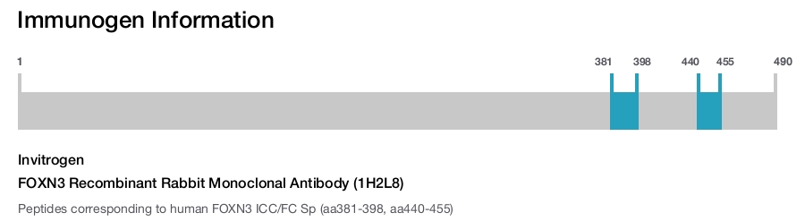 FOXN3 Recombinant Rabbit Monoclonal Antibody (1H2L8)