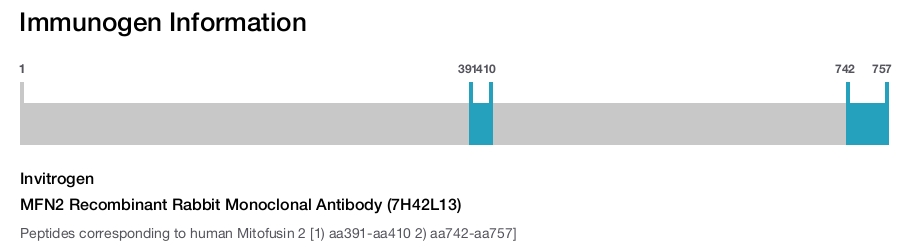 MFN2 Recombinant Rabbit Monoclonal Antibody (7H42L13)
