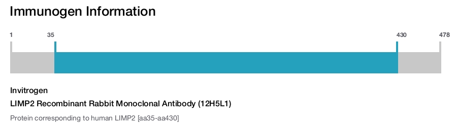 LIMP2 Recombinant Rabbit Monoclonal Antibody (12H5L1)