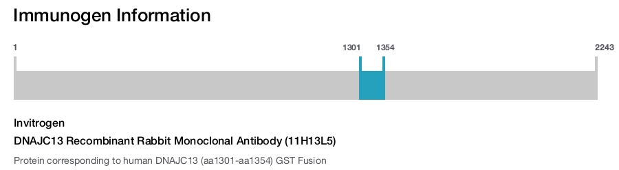DNAJC13 Recombinant Rabbit Monoclonal Antibody (11H13L5)