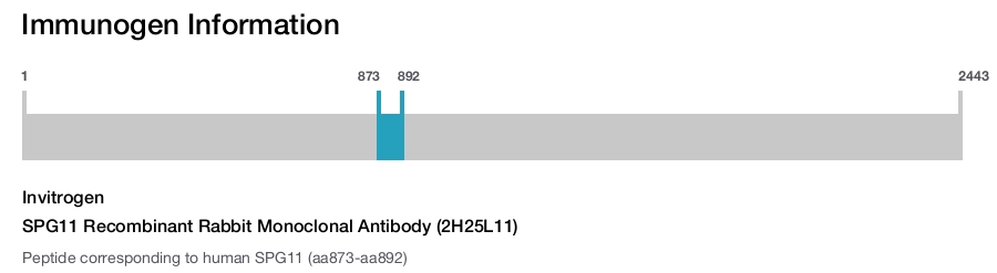 SPG11 Recombinant Rabbit Monoclonal Antibody (2H25L11)