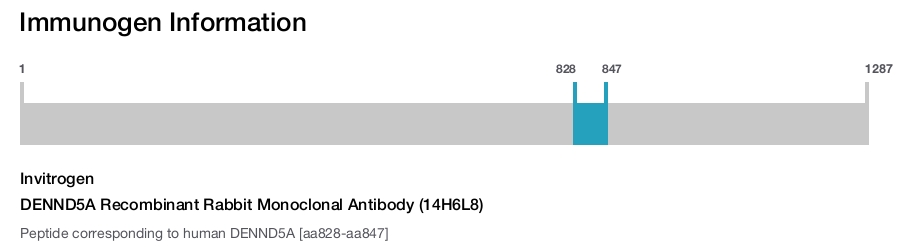DENND5A Recombinant Rabbit Monoclonal Antibody (14H6L8)