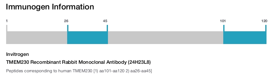 TMEM230 Recombinant Rabbit Monoclonal Antibody (24H23L8)