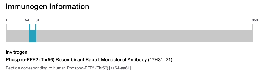 Phospho-EEF2 (Thr56) Recombinant Rabbit Monoclonal Antibody (17H31L21)