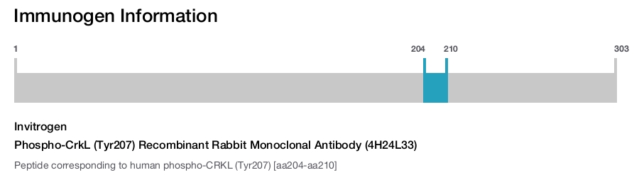 Phospho-CrkL (Tyr207) Recombinant Rabbit Monoclonal Antibody (4H24L33)