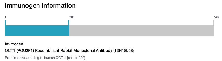 OCT1 (POU2F1) Recombinant Rabbit Monoclonal Antibody (13H18L58)