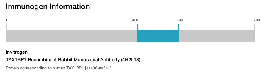 TAX1BP1 Recombinant Rabbit Monoclonal Antibody (4H2L18)