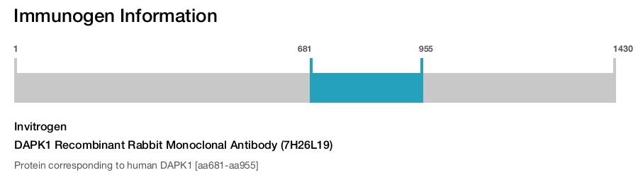DAPK1 Recombinant Rabbit Monoclonal Antibody (7H26L19)