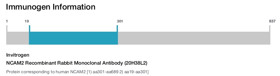 NCAM2 Recombinant Rabbit Monoclonal Antibody (20H38L2)