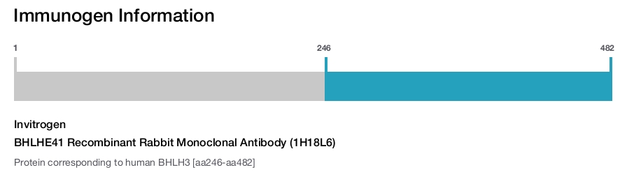 BHLHE41 Recombinant Rabbit Monoclonal Antibody (1H18L6)