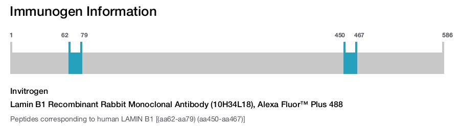 Lamin B1 Recombinant Rabbit Monoclonal Antibody (10H34L18), Alexa Fluor™ Plus 488