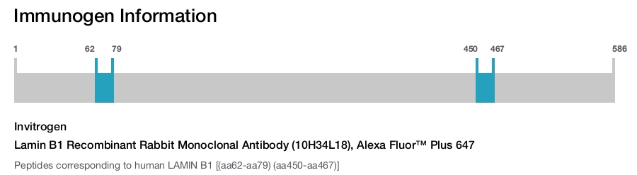 Lamin B1 Recombinant Rabbit Monoclonal Antibody (10H34L18), Alexa Fluor™ Plus 647