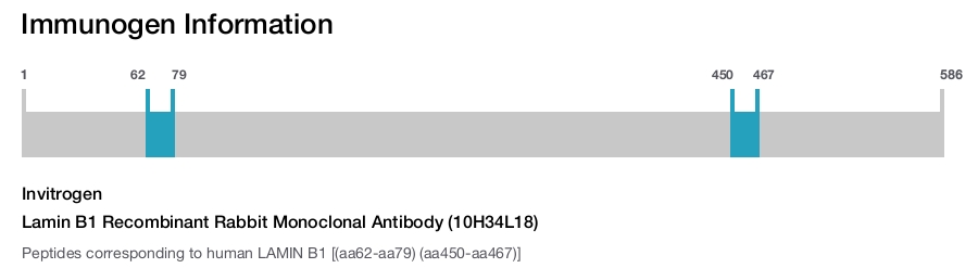 Lamin B1 Recombinant Rabbit Monoclonal Antibody (10H34L18)