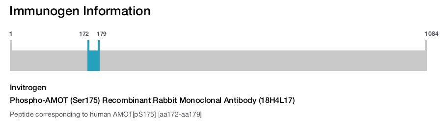 Phospho-AMOT (Ser175) Recombinant Rabbit Monoclonal Antibody (18H4L17)