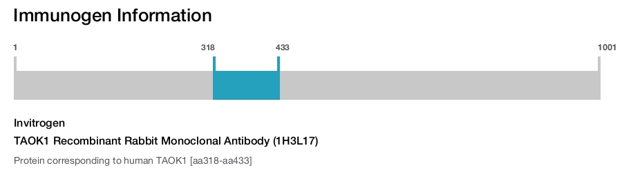 TAOK1 Recombinant Rabbit Monoclonal Antibody (1H3L17)