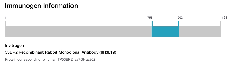 53BP2 Recombinant Rabbit Monoclonal Antibody (8H3L19)