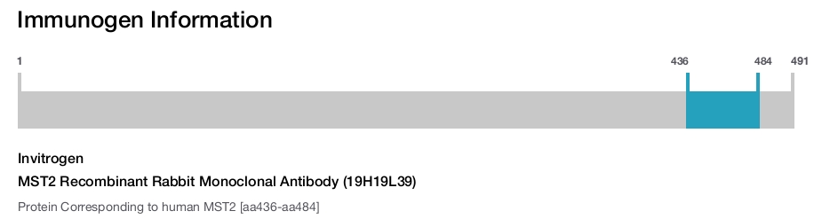MST2 Recombinant Rabbit Monoclonal Antibody (19H19L39)