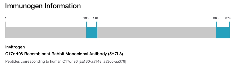 C17orf96 Recombinant Rabbit Monoclonal Antibody (5H7L8)