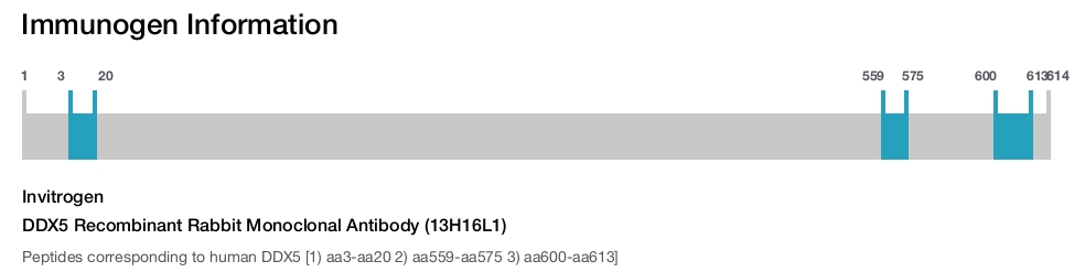DDX5 Recombinant Rabbit Monoclonal Antibody (13H16L1)