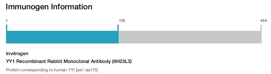 YY1 Recombinant Rabbit Monoclonal Antibody (6H23L3)