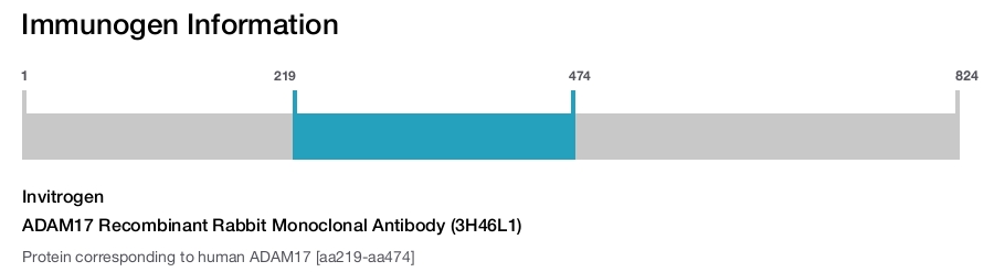 ADAM17 Recombinant Rabbit Monoclonal Antibody (3H46L1)